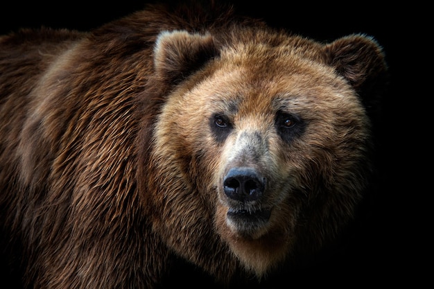 Front view of brown bear isolated on black background Portrait of Kamchatka bear Ursus arctos beringianus