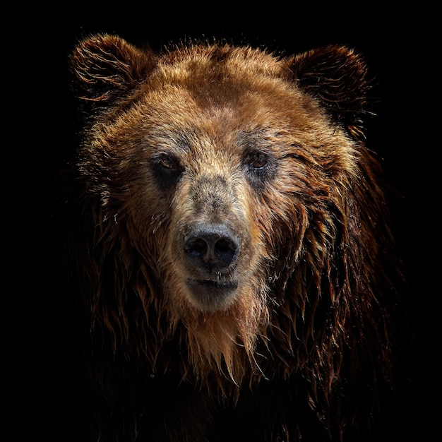 Front view of brown bear isolated on black background Portrait of Kamchatka bear Ursus arctos beringianus