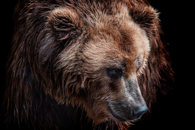 Front view of brown bear isolated on black background Portrait of Kamchatka bear