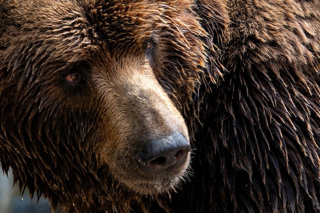 Front view of brown bear Portrait of Kamchatka bear Ursus arctos beringianus