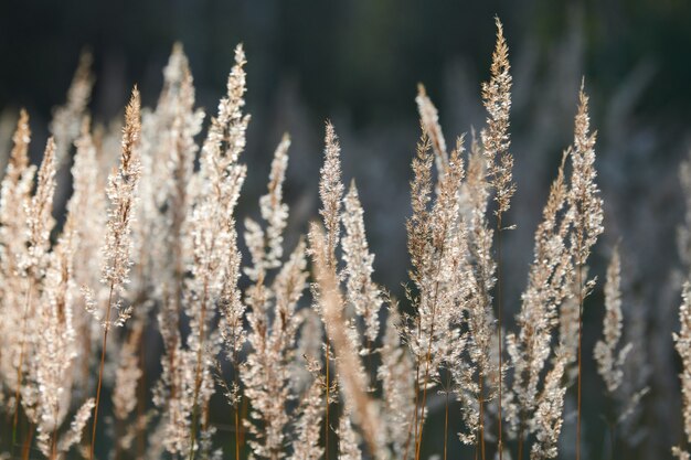 Front view of bush grass