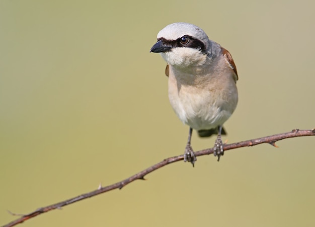 Front view close up portrait of male red backed shrike in soft morning light.