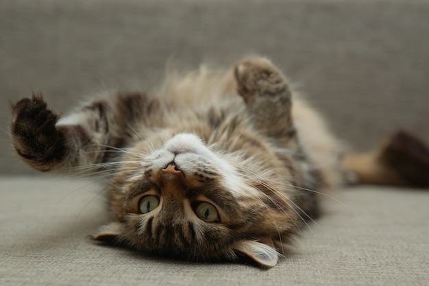 Front view of cute beautiful cat resting in her dreams on a sofa