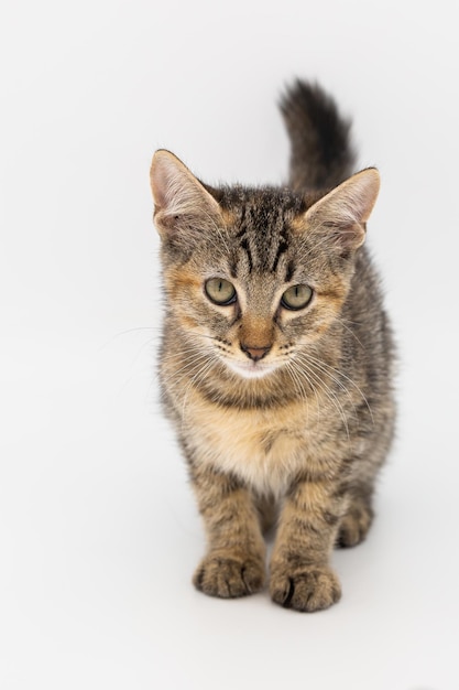 Front view of cute cat on white background