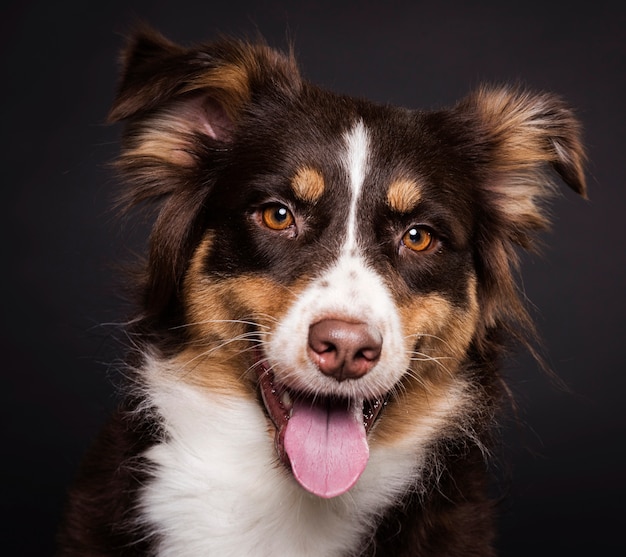 Front view cute dog sitting