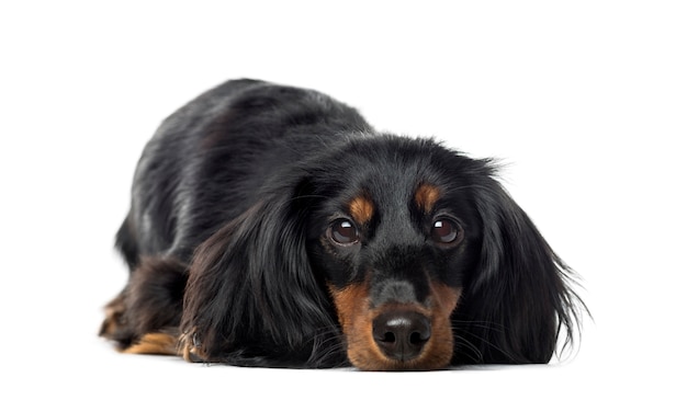 Front view of a Dachshund lying, isolated on white