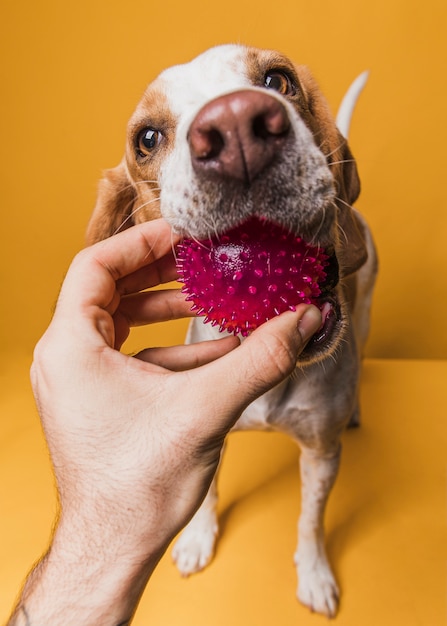 Front view hand taking a ball from dog mouth