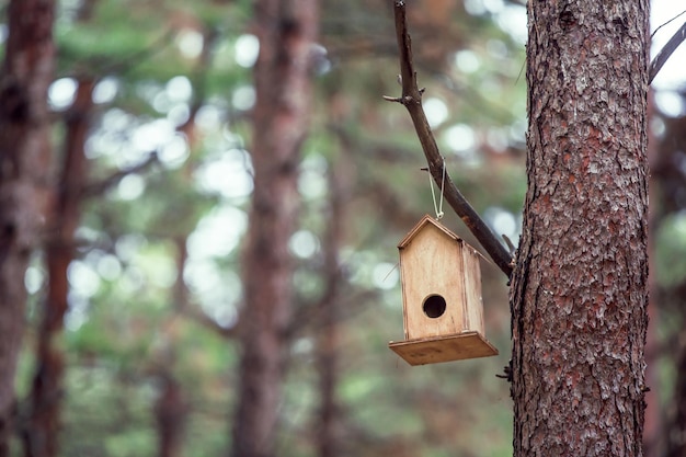 Front view, Inside the forest, wooden birdhouse attached to a pine tree trunk. Selective focus