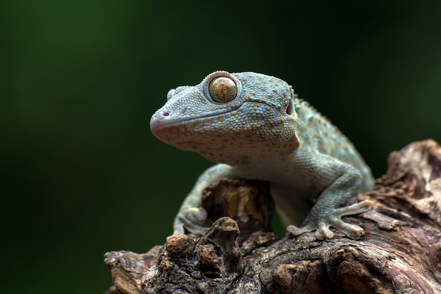 Front view look of a tokay gecko