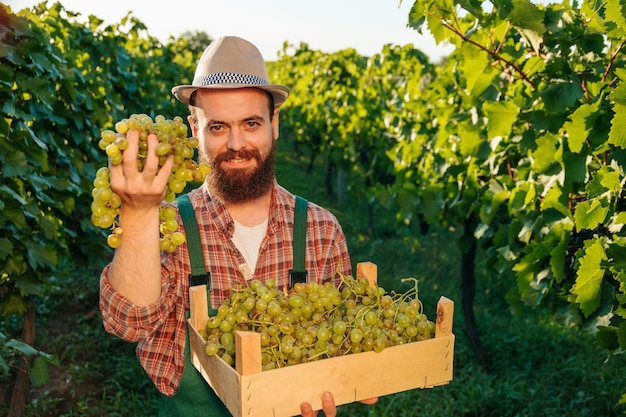 Front view looking at camera young smile male farmer vineyard hold bunch grape box harvest in hand