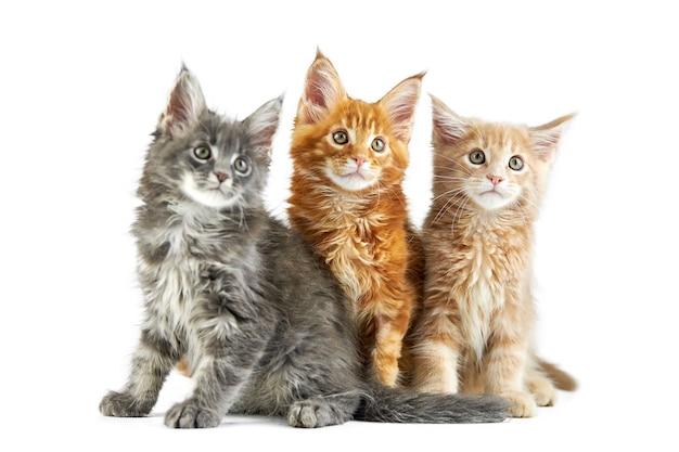 Front view of maine coon kittens