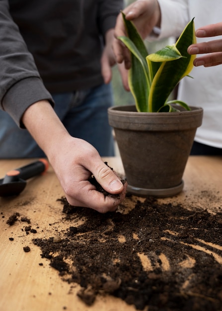 Front view people transplanting plant together