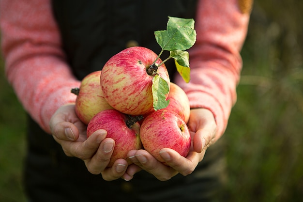 Front view of person holding bunch of apples