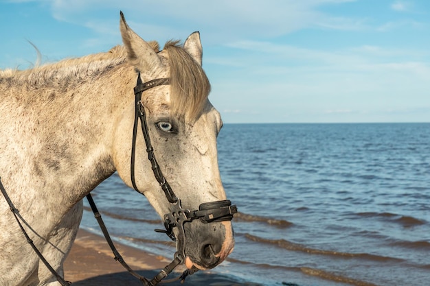 Front view portrait of an attentive curious young gray stallion in nature