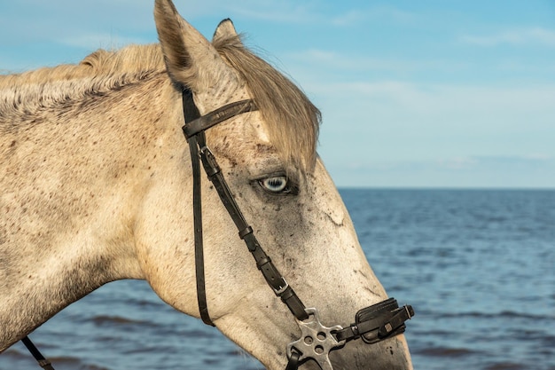 Front view portrait of an attentive curious young gray stallion in nature