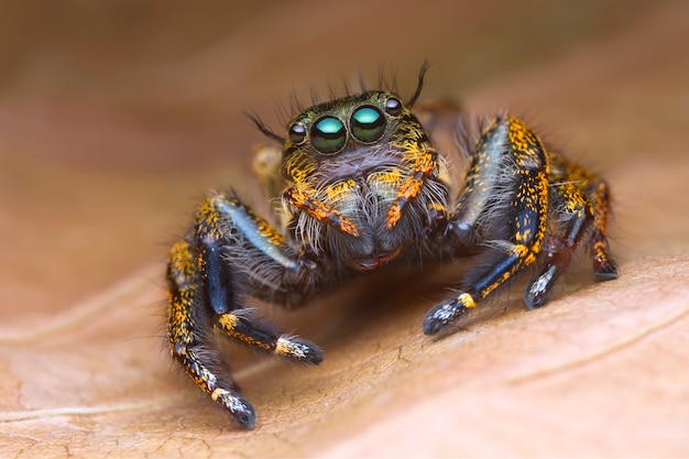 Front view portrait with extreme magnified details of colorful jumping spider 