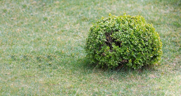 Photo front view, round garden flower standing on grass ground