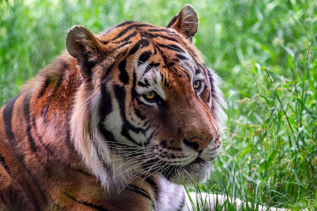 Front view of Siberian tiger lying in the grass Panthera tigris altaica