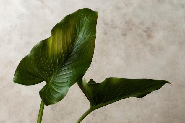 Front view of tropical leaves