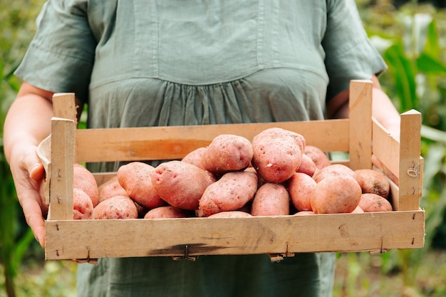 Front view unrecognizable woman farmer carries crop of large organic potatoes in box