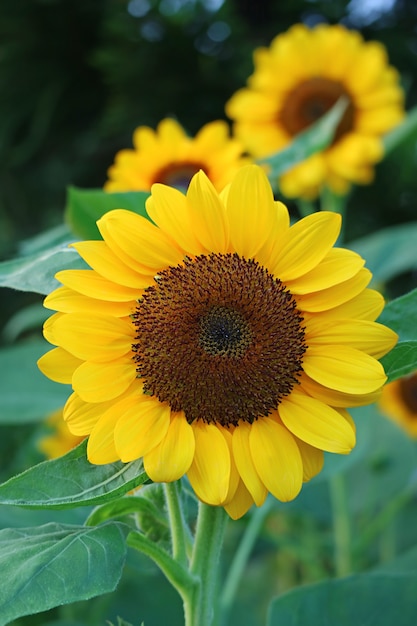 Front View of a Vibrant Yellow Sunflower in the Garden