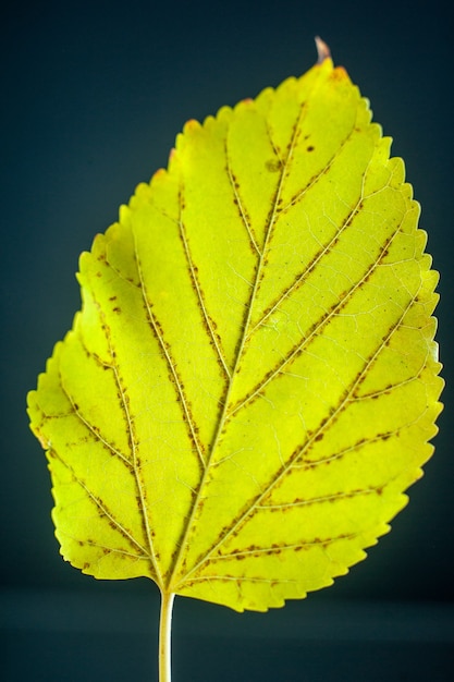 Photo front view yellow leaf black background