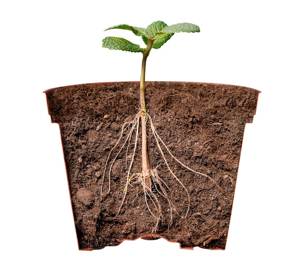 Frontal section of an indoor flowerpot with a plant Roots and sprout