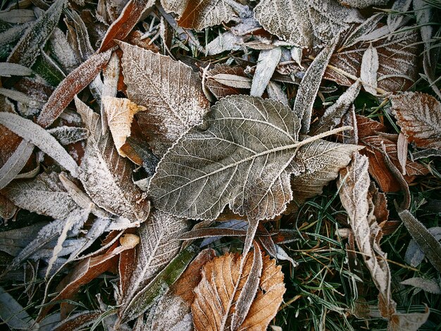 frost on the bushes, on the autumn fallen leaves and grass