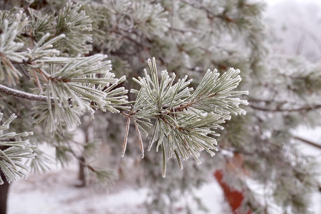 A frost-covered branch of a pine tree in winter in a city park