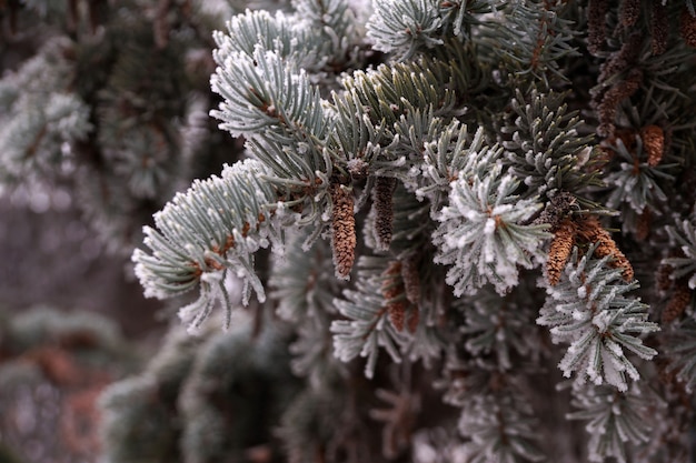 A frost-covered branch of a spruce tree in winter in a city park