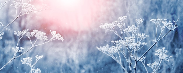 Frost-covered branches of plants in the garden in the morning during sunrise. Christmas and New Year background