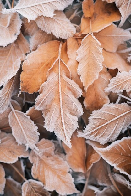 Frost covered closeup autumn leaves beautiful background Cold weather frozen winter seasonal scene r