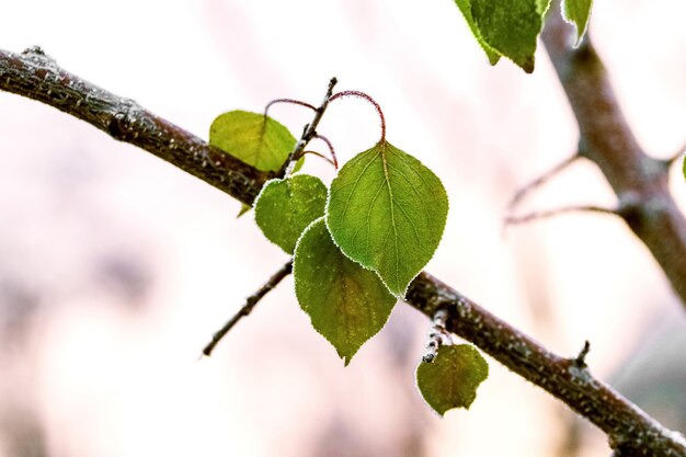 Frost-covered green leaves on a tree branch