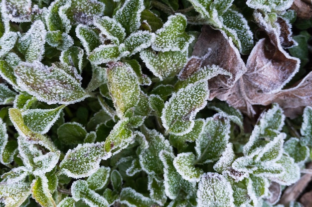 Frost covered leaves at Doi inthanon Chiang mai Thailand