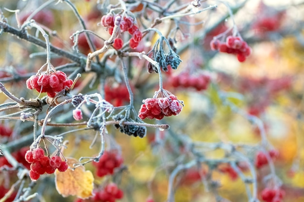 Frost-covered red berries of viburnum on the bush