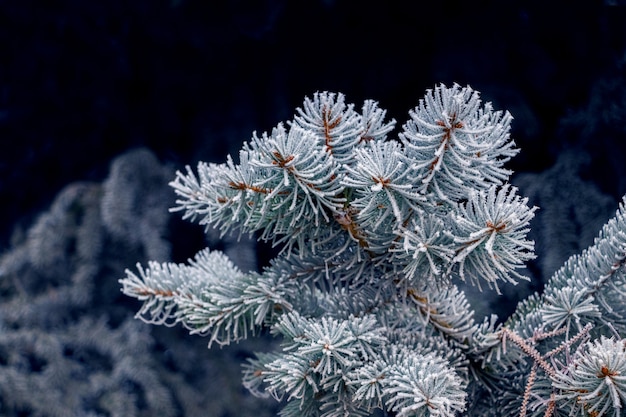 Frost-covered spruce branch on a dark background