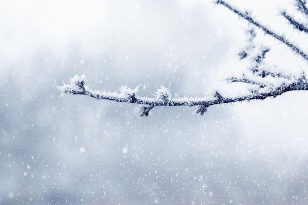 Frost-covered tree branch on a blurred background during a snowfall