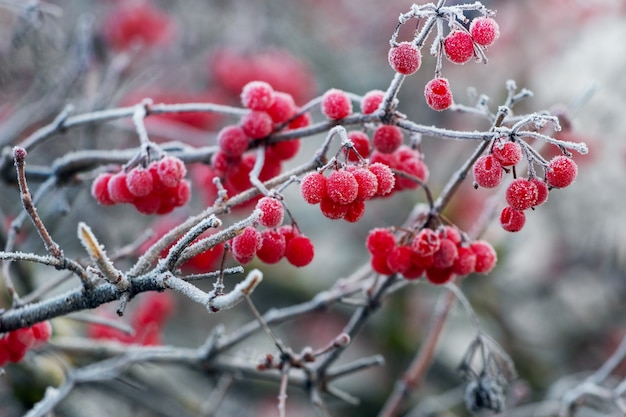 Frost-covered viburnum bush with red berries, winter view