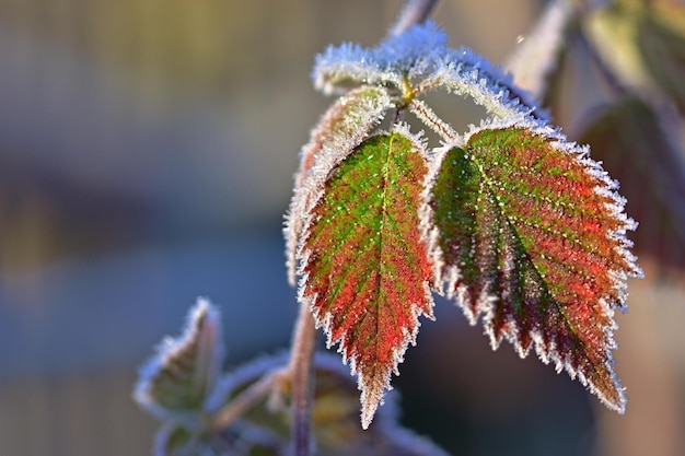 frost on the leaves