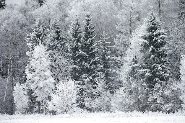 Frost on the Trees at the Forest Edge