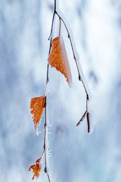 A frostcovered birch branch with dry leaves on a blurred background