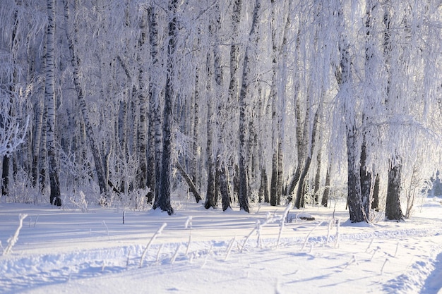 Frostcovered birch trees in a winter forest on a clear frosty day