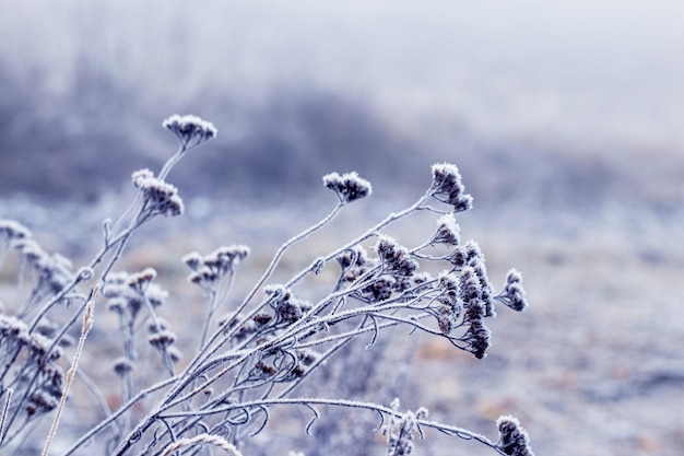 Frostcovered dry plants leaning to the ground in winter on a blurred background