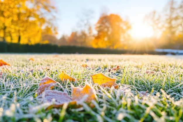 Frostcovered grass with fallen leaves illuminated by the morning sun in a tranquil park setting