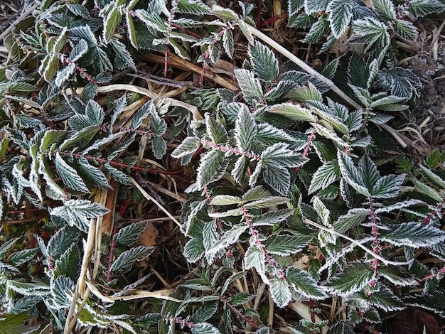 Frostcovered leaves of meadowsweet vyazolistnaya natural background