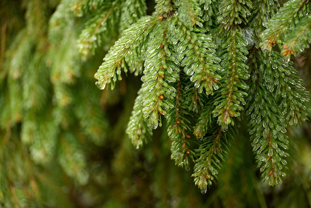 Frosted branches of a fir tree winter seasonal background selective focus image