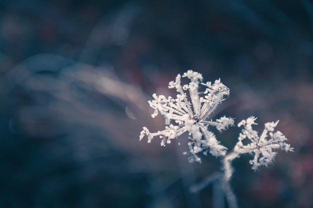 Frosted plants in autumn forest Macro image