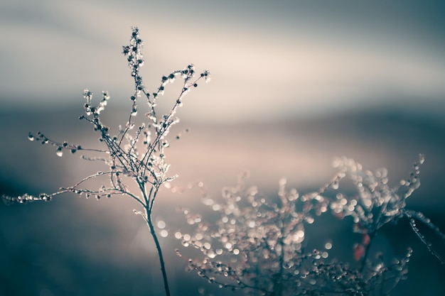 Frosted plants in autumn forest at sunrise Macro image Autumn background