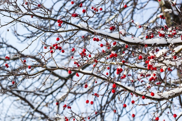 Frosted red hawthorn berries under snow on a tree in the garden.