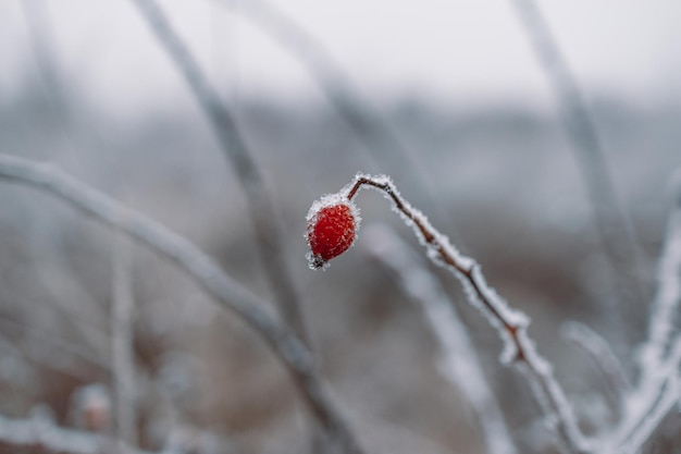 Frosted red rose hip in the garden. Snow winter background. Nature forest light landscape.